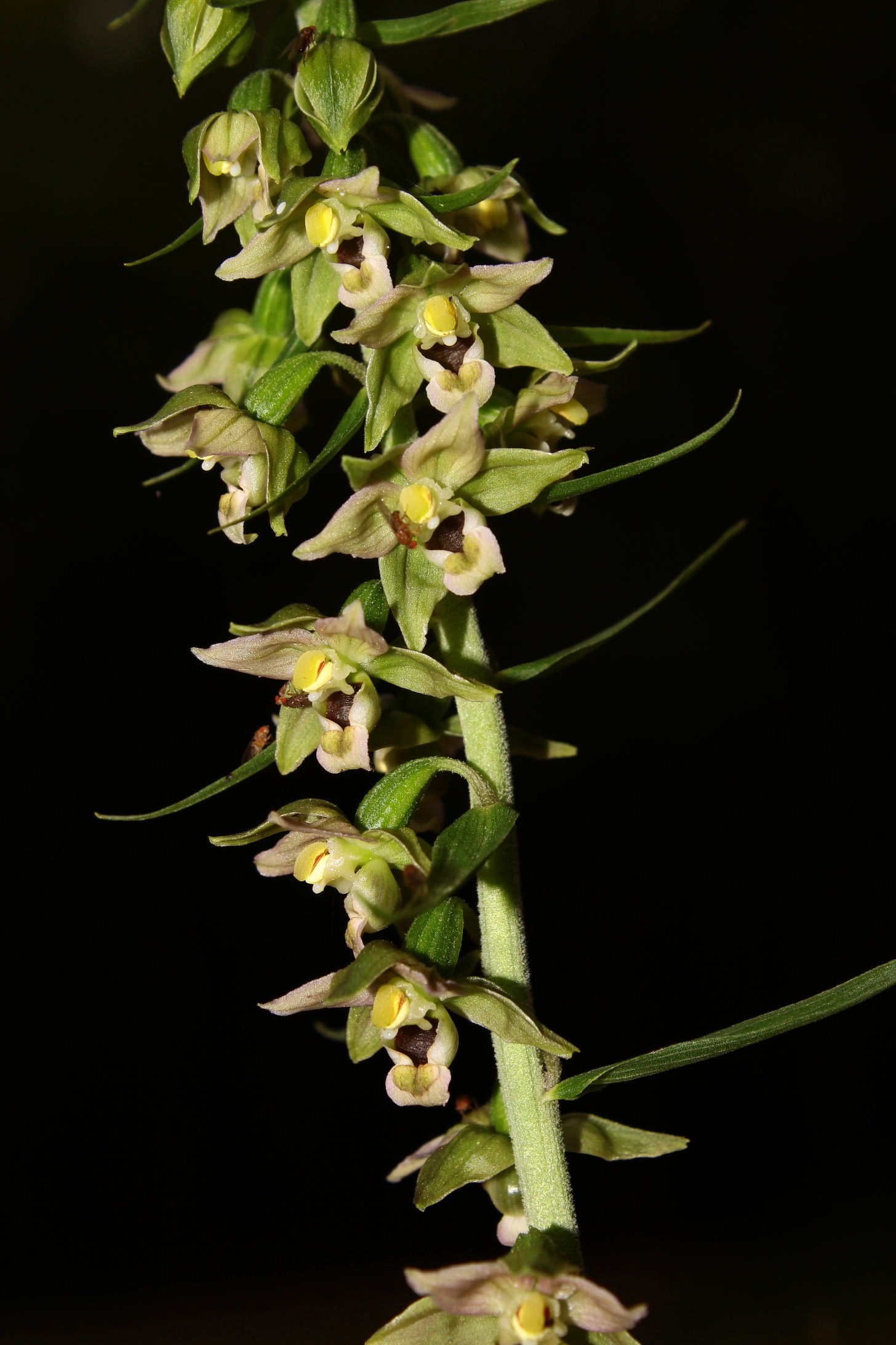 Orchidee dall''appennino Ligure (GE)